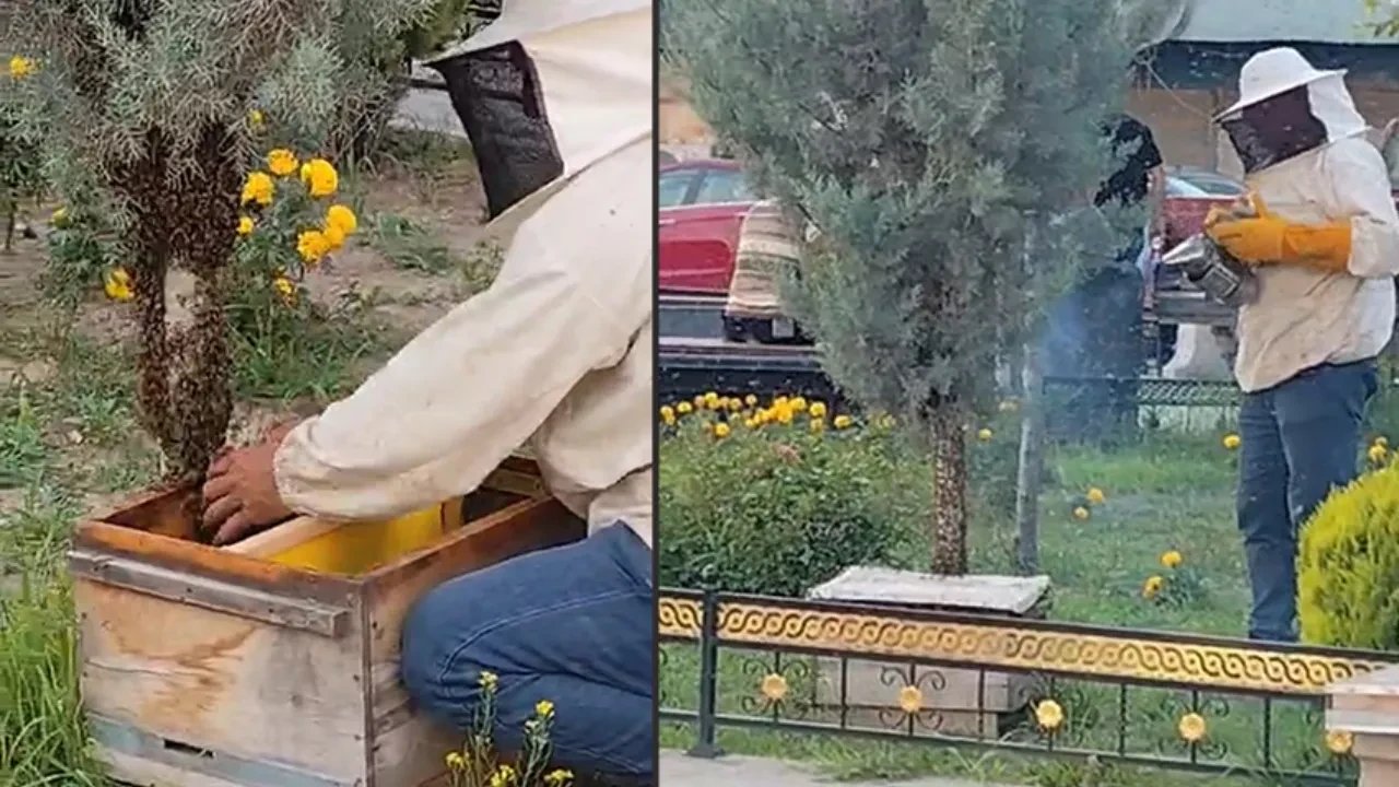 Kraliçe arı kaçtı! Arılar şehir merkezini istila etti!