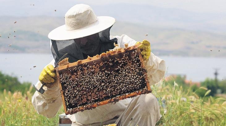 Economy Working like bees is essential for the future of food Working like bees is essential…