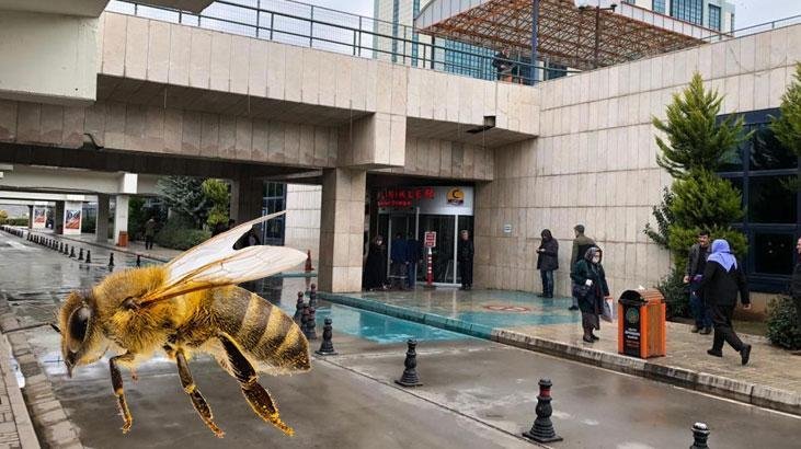 Actualités Une personne piquée par une abeille à Malatya est tombée dans le coma Une personne…