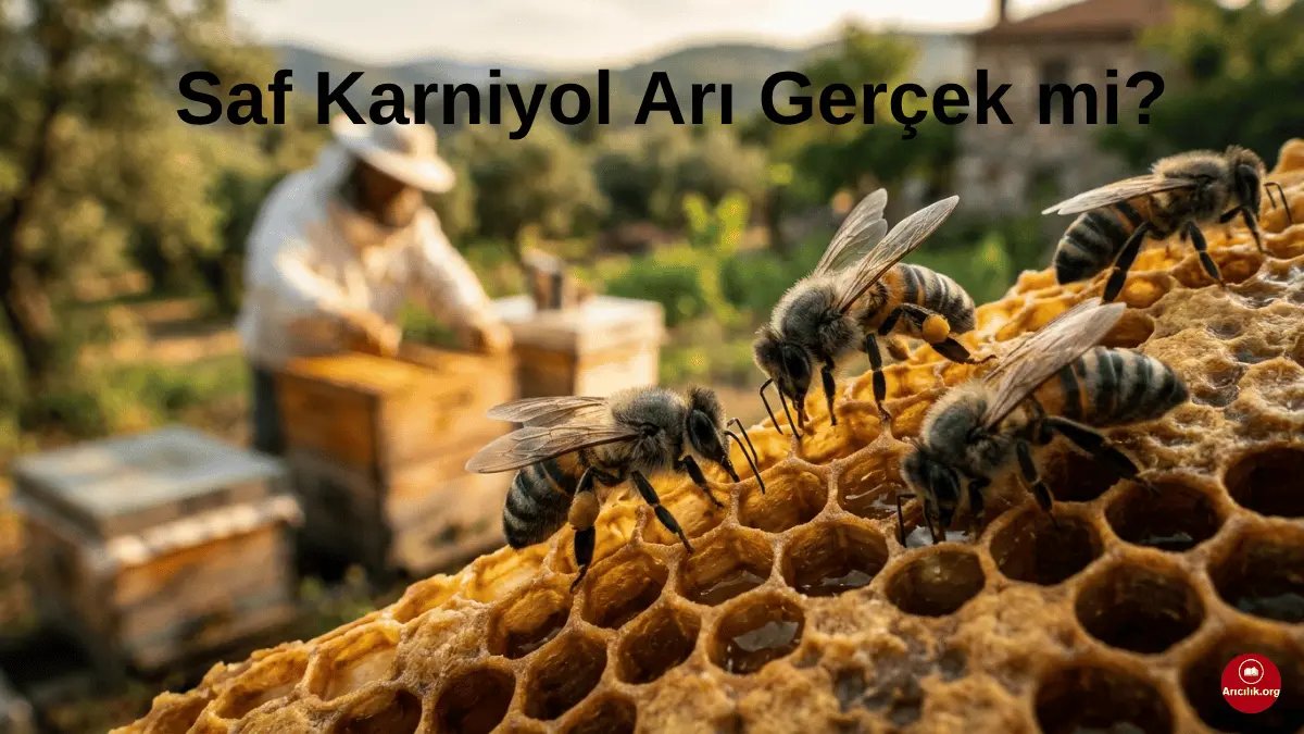 Gibt es reine Carnica-Bienen