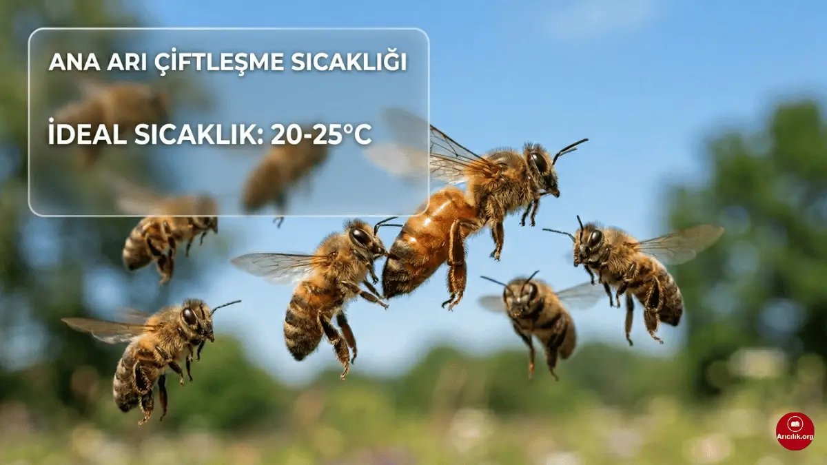 Bei welcher Temperatur paart sich die Königin