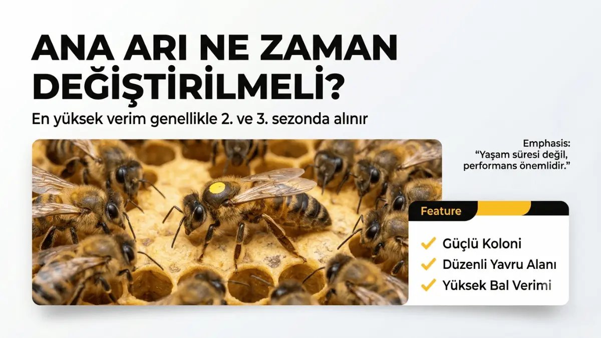 Ana Arı Ömrü Kaç Yıldır? Ana Arı Ne Zaman Değiştirilmeli?