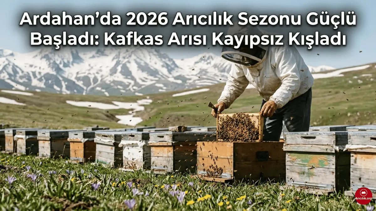 La Saison Apicole 2026 a Bien Commencé à Ardahan : Les Abeilles Caucasiennes Ont Passé l'Hiver…
