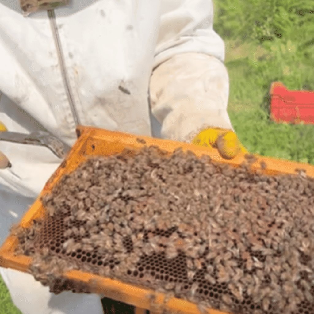 8 Rähmchen starke Kolonie für diejenigen, die Paketbienen suchen