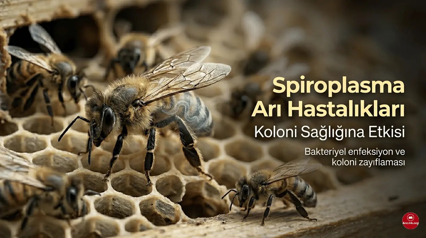 Wat zijn Spiroplasma Bijenziekten en Hoe Beïnvloeden Ze de Gezondheid van de Kolonie