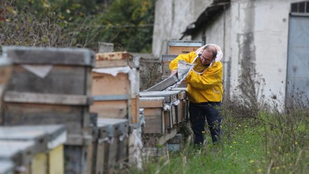 Die Bienen sterben eins nach dem anderen