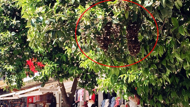 Disturbing sight in Kuşadası