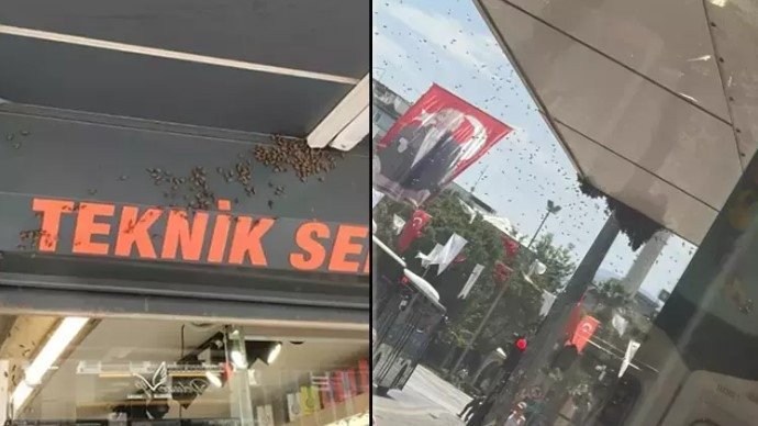 HABER デニズリ市中心部に押し寄せた数千匹のミツバチのため、商人たちは店を閉めざるを得なかった デニズリで巣箱から逃げた女王バチが市中心部にやってきた。女王バチを追う他のミツバチたちがデ…