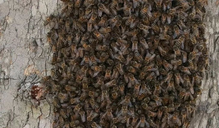 NEWS Bee Disturbance in Many Districts of Istanbul The instinct of bees to reproduce has…