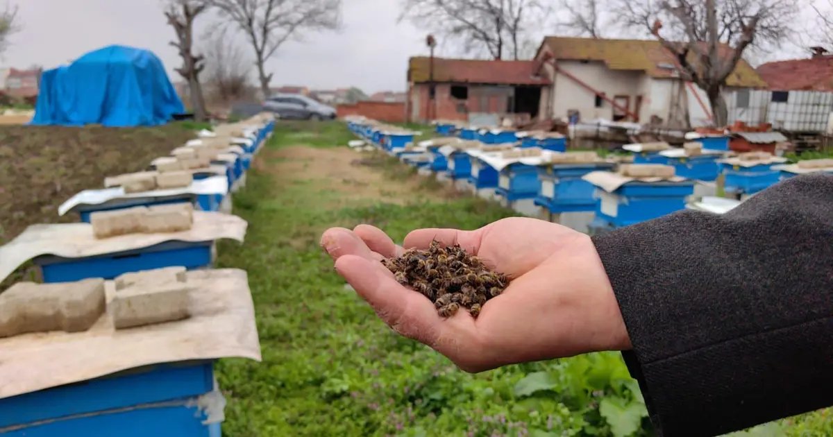 Canlı İzleSon Dakika Que se passe-t-il derrière les mortalités massives des abeilles