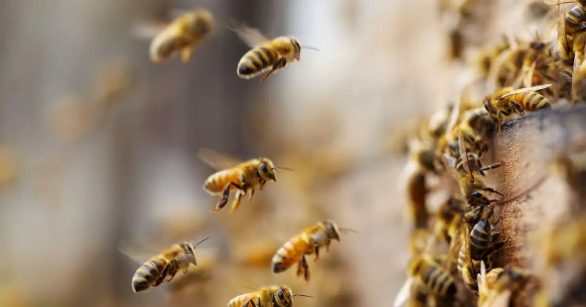 Live WatchBreaking News Thousands of bee hives stolen in Wales 04.08.2023 03:02 Last Updated:…