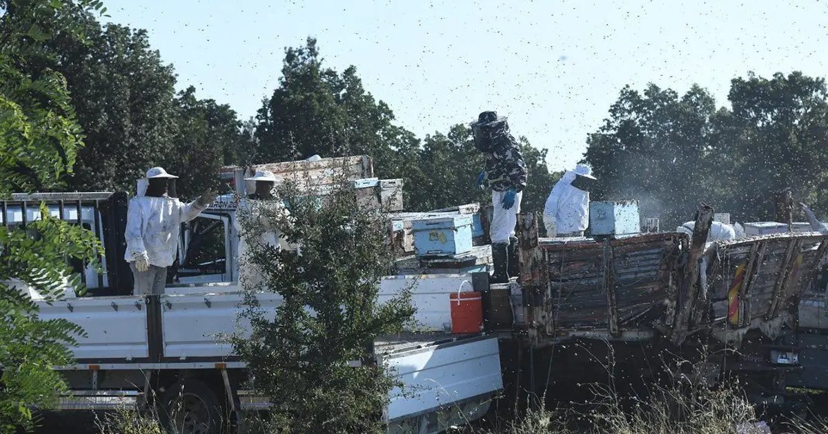 Arı kovanı yüklü kamyonetler kaza yaptı: 4 ölü (Kovanlardançıkan arılar, kazaya müdahaleyi güçleştirdi)