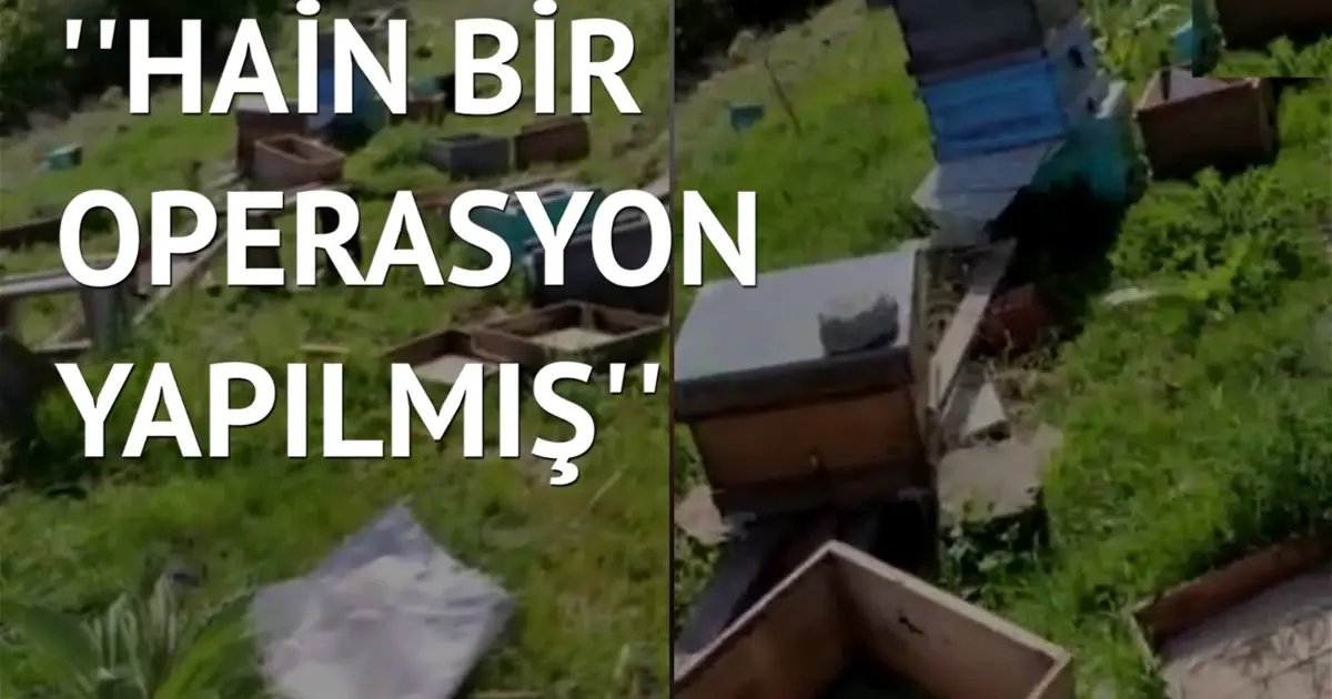Canlı İzleSon Dakika Attaque contre le projet national d'apiculture : 200 ruches pillées…