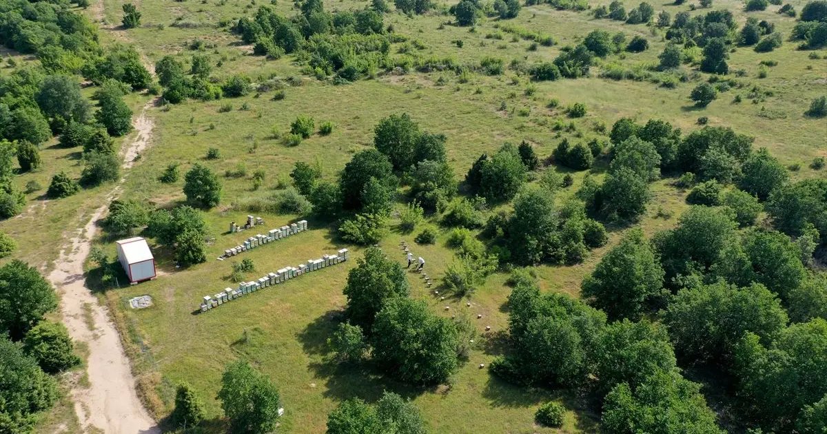 Canlı İzleSon Dakika Edirne's honingbos: Trekkende bijen verblijven 31.05.2021 12:01 Anadolu…