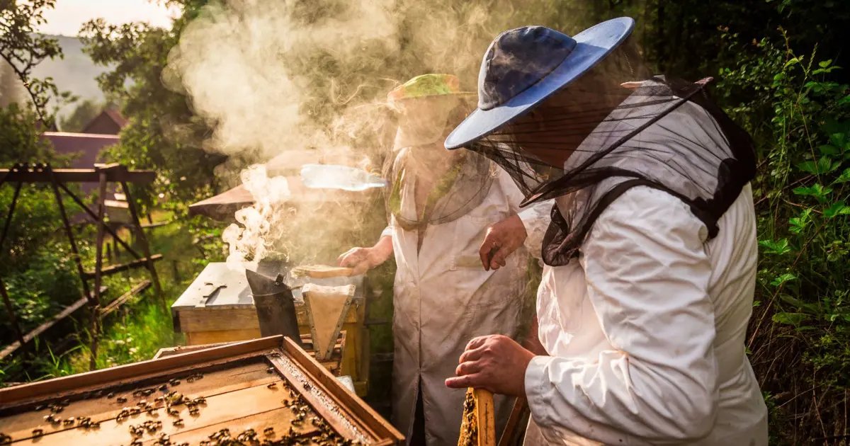 Canlı İzleSon Dakika 20. Mai Weltbienentag: Die Bienenpopulation nimmt ab 20.05.2021 14:21…