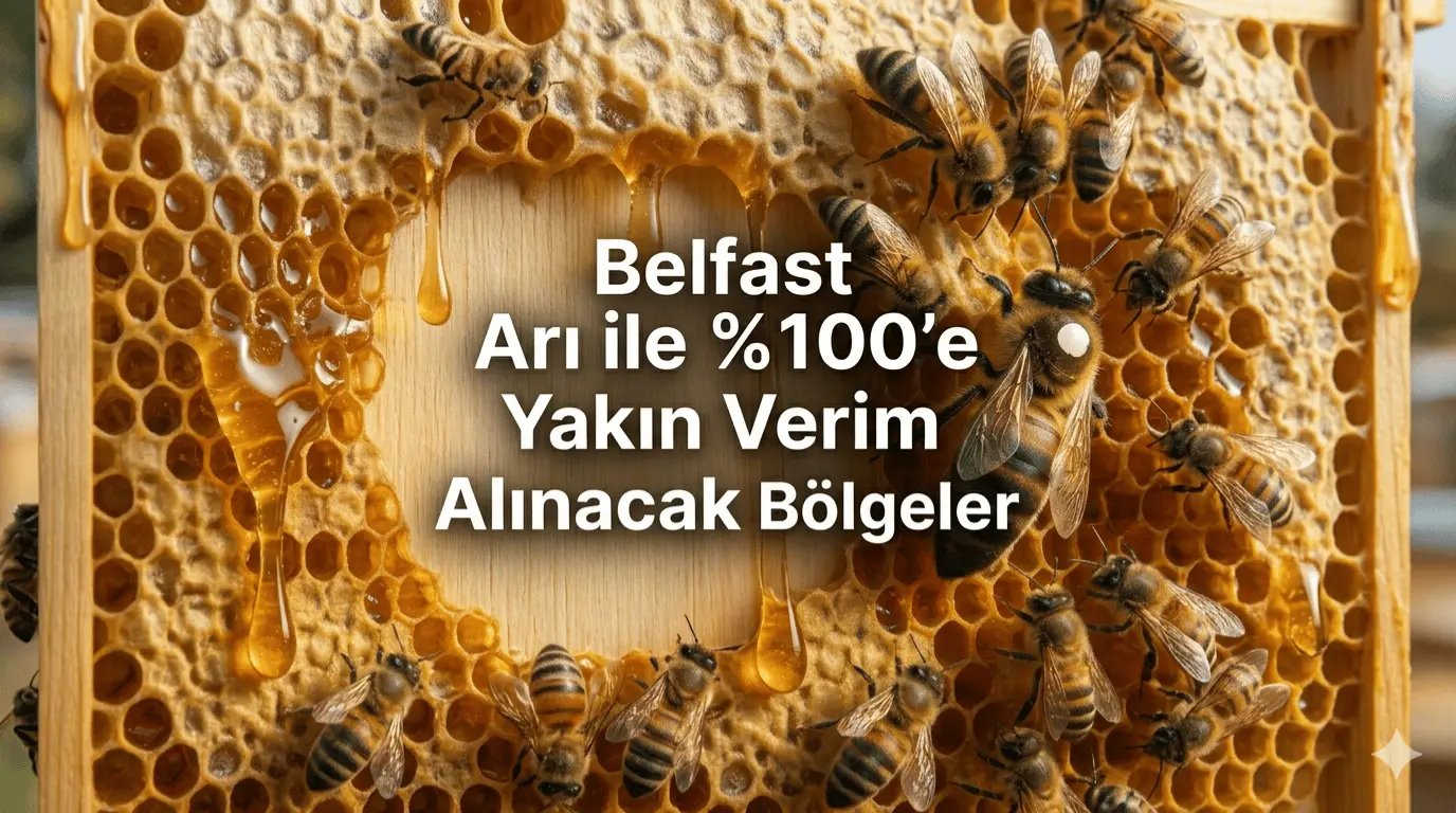 Belfast Arı Özellikleri, Verimi ve Türkiye Uyum Adaptasyonu
