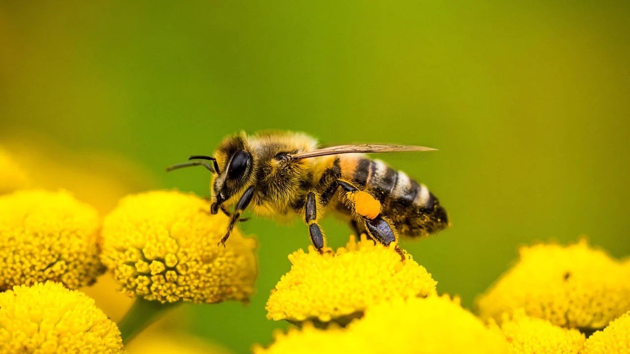 Voir en taille réelle Le changement climatique, la destruction des habitats, l'utilisation de…