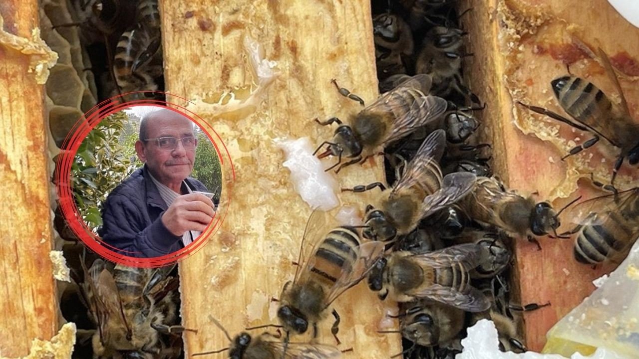Unfortunate citizen caught by death this way: Died in a bee attack