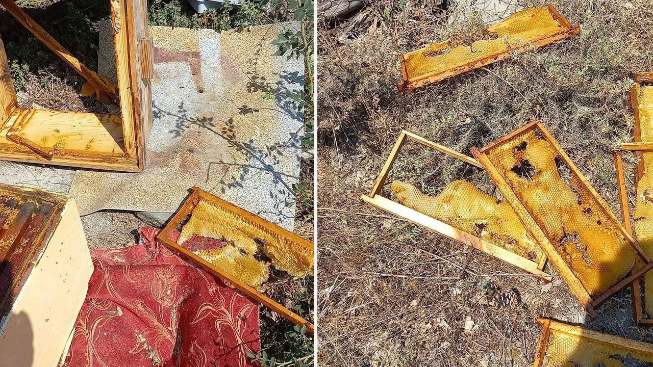 Bolu'da kovanlarının olduğu bahçedeki manzarayı görünce dehşete düştü... Parçalanmış kovanların ve ölmüş arıların tek bir sorumlusu vardı