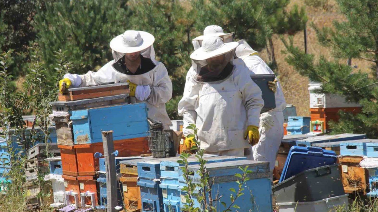 Это был самый продуктивный регион по производству меда в Турции