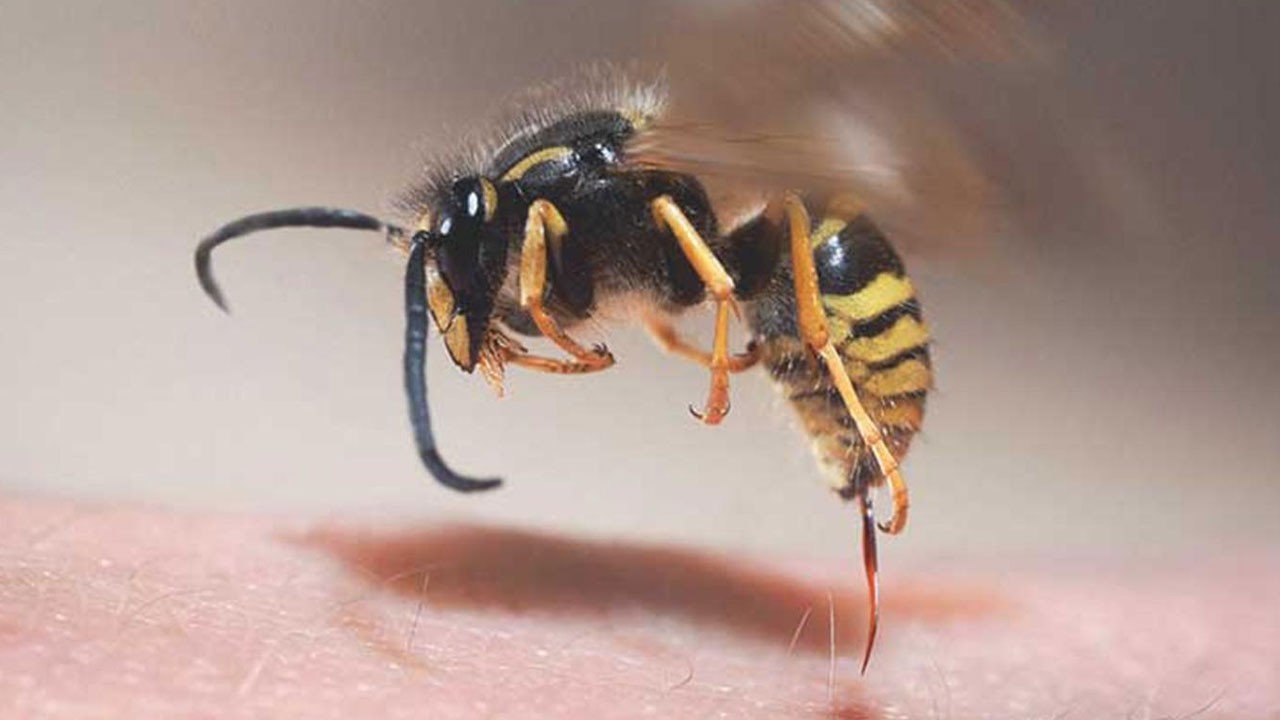 The Horrific Fate of the Shepherd Attacked by Bees