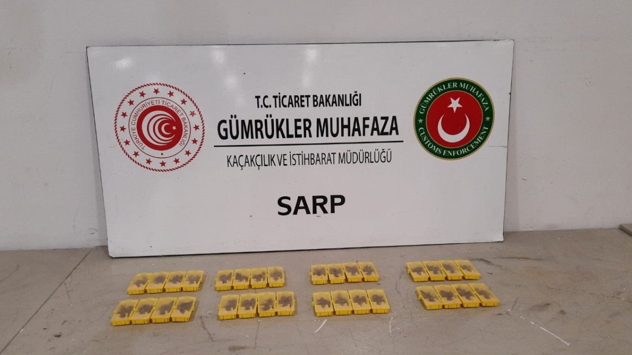 They tried to smuggle bees