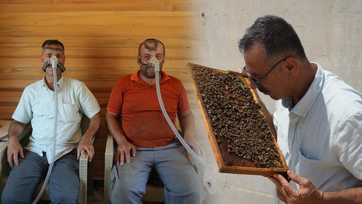Arılar yeni şifa kaynağı! ABD ve Japonya gibi ülkelerde yaygın olan yöntem artık Türkiye'de: Arı kovanı havası şifasının faydaları saymakla bitmez...