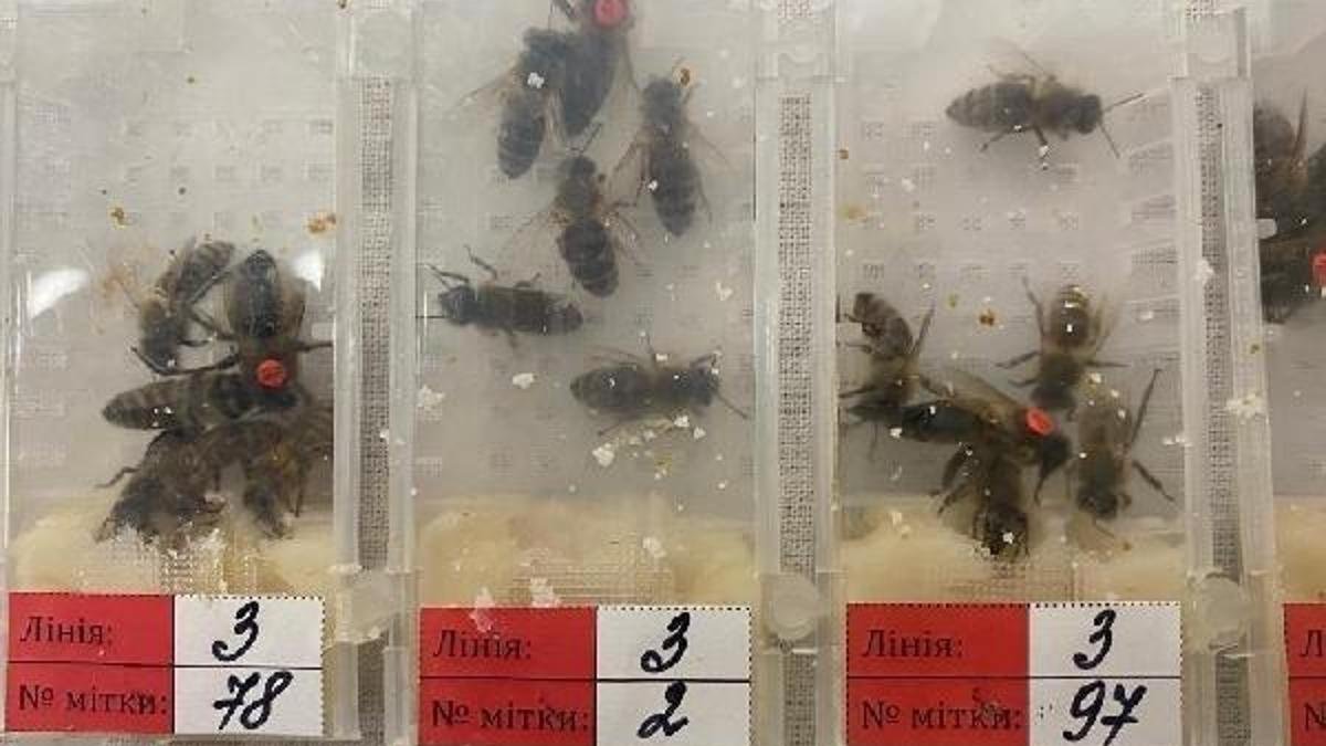 1,240 live bees seized at Sabiha Gökçen Airport Source: DHA Customs Enforcement teams seized a…