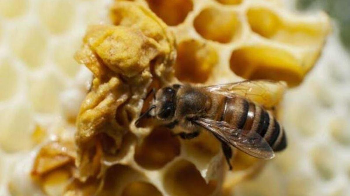 Yüksek protein kaynağı arı poleni! Faydaları saymakla bitmiyor