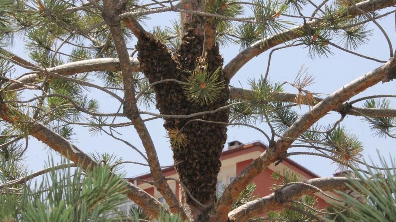Un essaim d'abeilles a élu domicile dans un pin situé dans le quartier de Pulur à Sivas