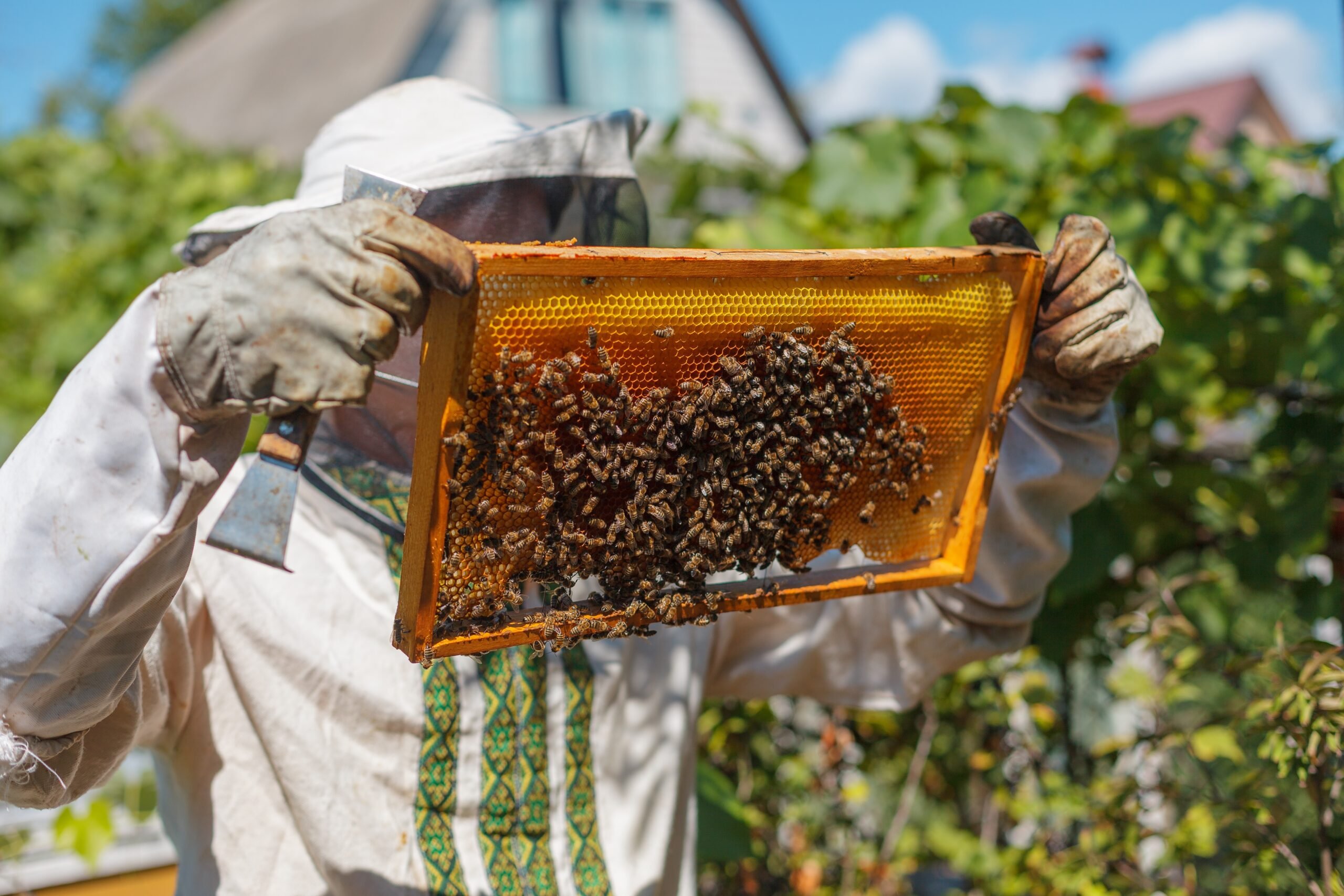 Apocalypse des abeilles : Les apiculteurs américains signalent un effondrement de colonie de…
