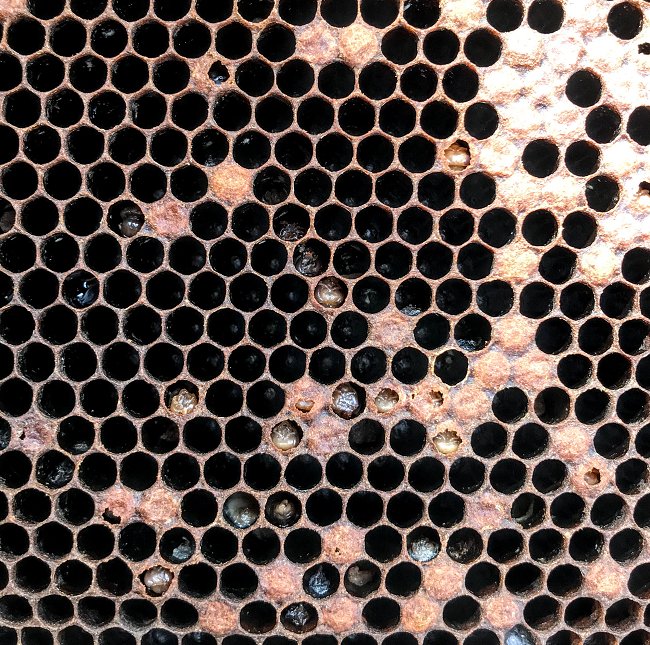 weaken bees by feeding on their organs