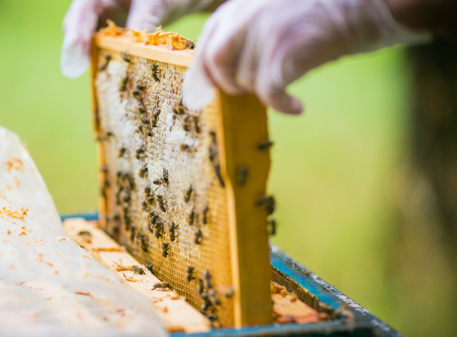 Programme Bee Integrated Entdecken Sie mehr Ganzheitlicher Ansatz Das Bee Integrated…