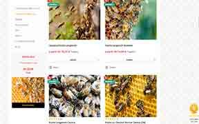 Producers for your swarms, populated hives and queens