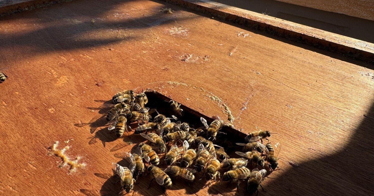 Pour certains apiculteurs du Midwest, essayer de garder les abeilles à miel en vie s'est avéré…