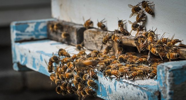 Beltsville Bee Research Lab