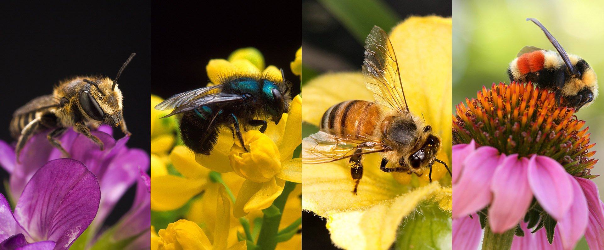 USDA bee labs