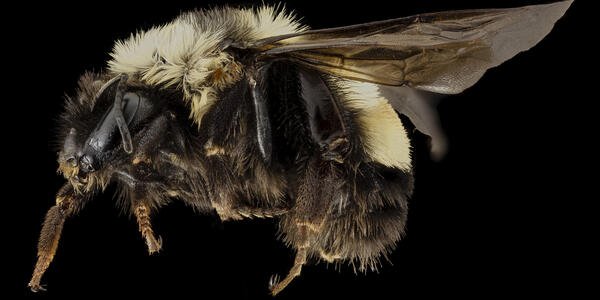 USGS Bee Lab at the Eastern Ecological Science Center