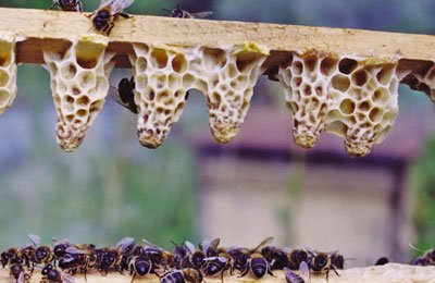 Die sogenannte Garten- und Kleingartenimkerei erfordert Anstrengungen, um nachbarschaftliche…