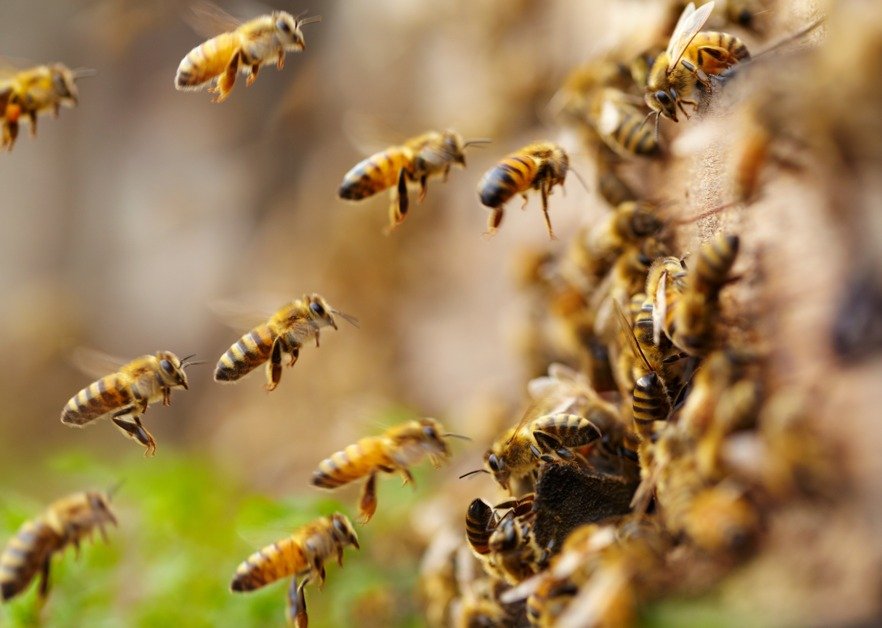 Scientists have discovered that positive emotions can be transmitted between bees, especially…