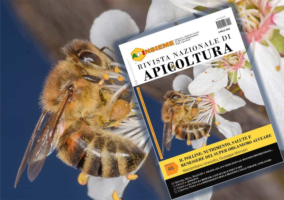 Avec la photo captivante de Giuseppe Semenzin, une abeille sur une fleur de prunier avec la…