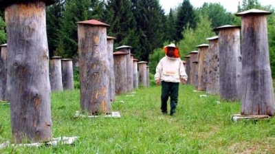 Orders for bee packages (4-frame or 3+1) with 2025 queen bees are being accepted until May 10,…