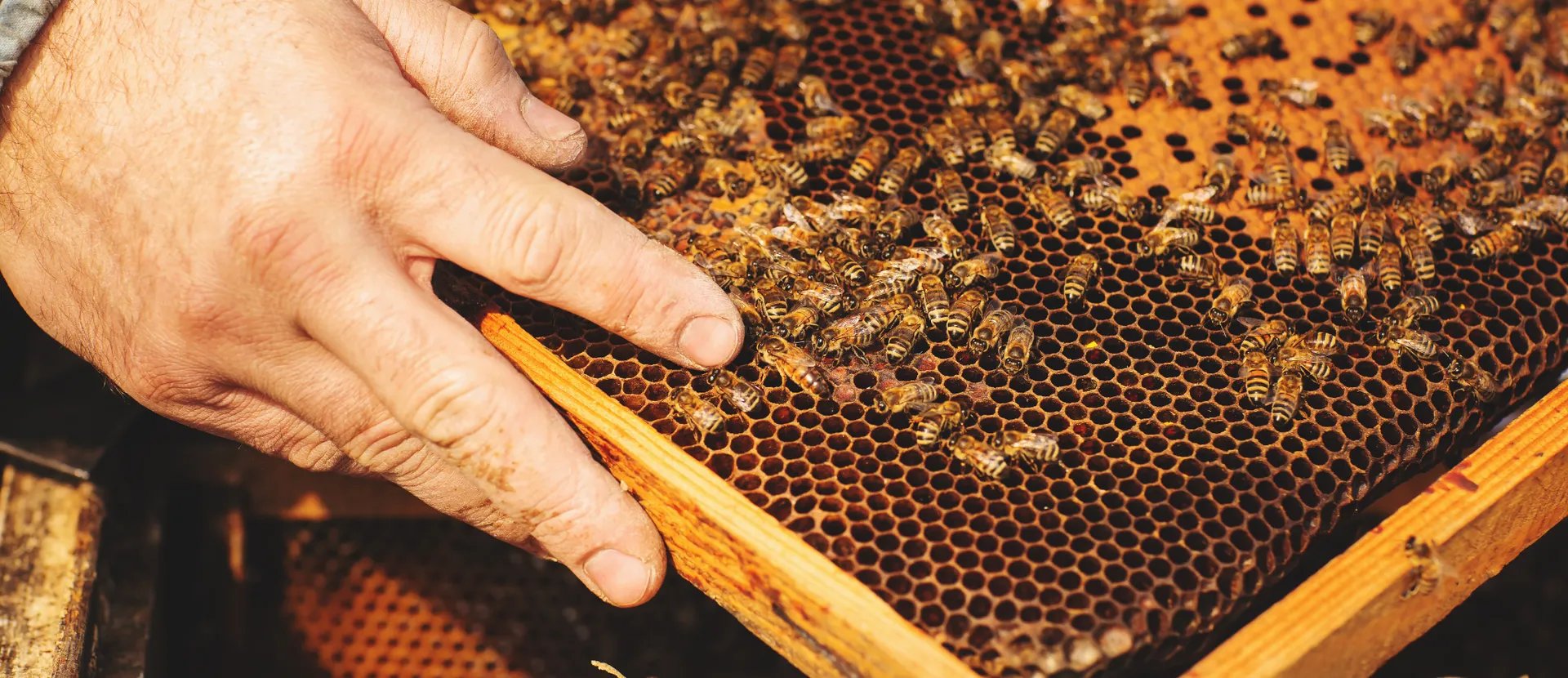 Adopt a Hive: Why to Do It and How It Works 22 April 2026 The initiative Adopt a Hive allows…