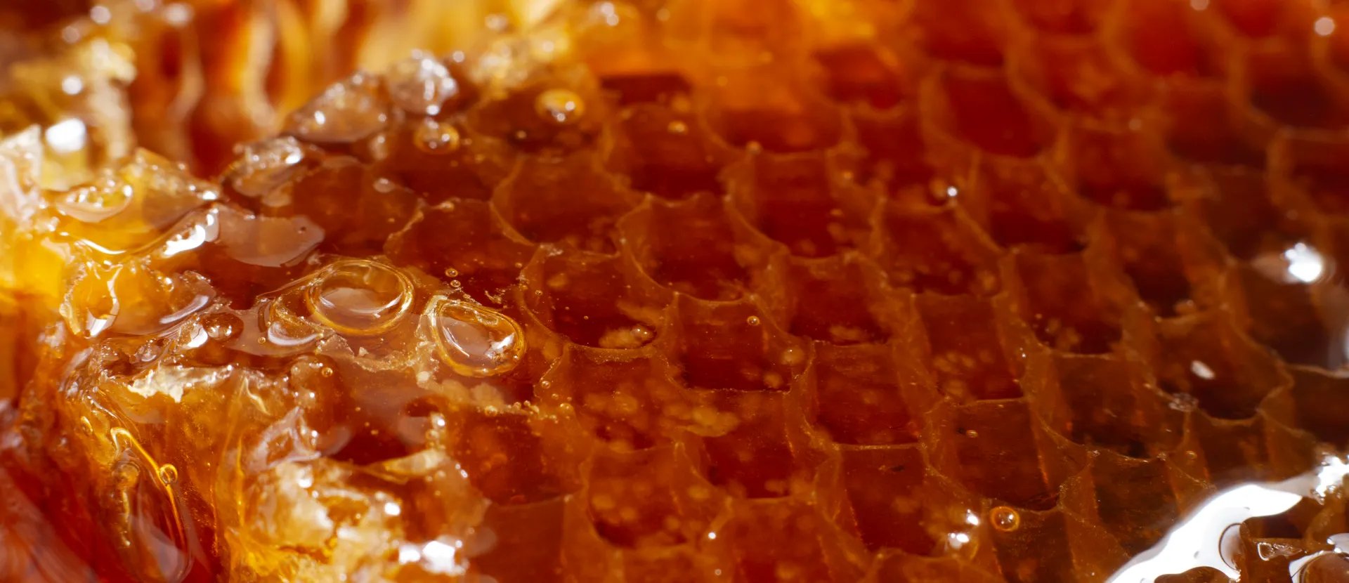 Honing: curiositeiten, gegevens en geheimen van de Italiaanse bijenteelt en de honing uit…