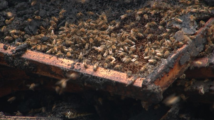 Un apiculteur de Citrus County, en Floride, fait face à une perte d'environ 1 million de…
