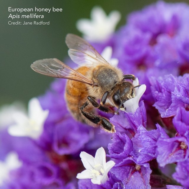 Des subventions soutiennent les arbres pour les abeilles 15/06/2026 Abeille européenne
