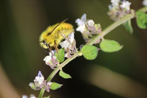 Reacties De verlies van landbouwproductie door onvoldoende bestuiving is afgenomen dankzij…