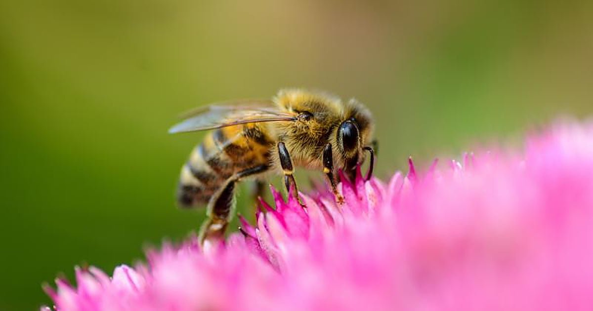 The use of hives mitigates the effects of the insect apocalypse on crops Honeybees alleviate…