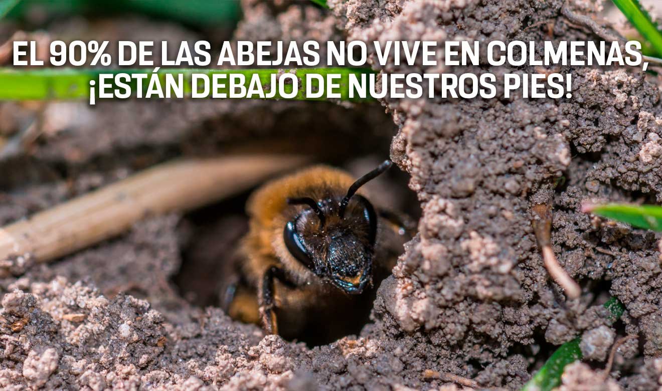 back Solitary Bees: The Importance of Soil for the Conservation of These Pollinators Pepe…