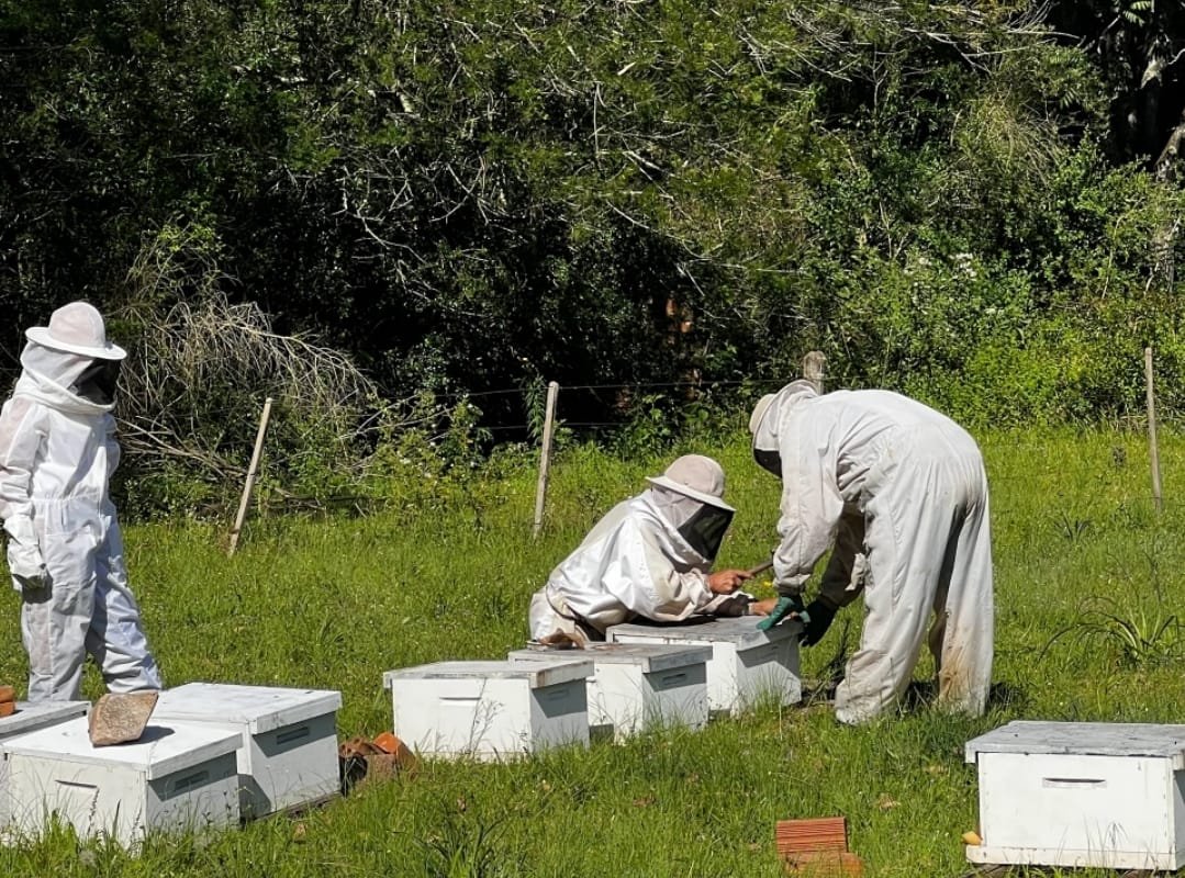 The mobilization is the result of a joint action of the Brazilian Bee Observatory Project…